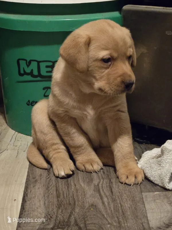 Labrador puppy – Labrador Retriever puppy for sale in Freeport, IL
