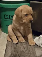 Labrador puppy, a female Labrador Retriever for sale in Freeport, IL – 1 of 4
