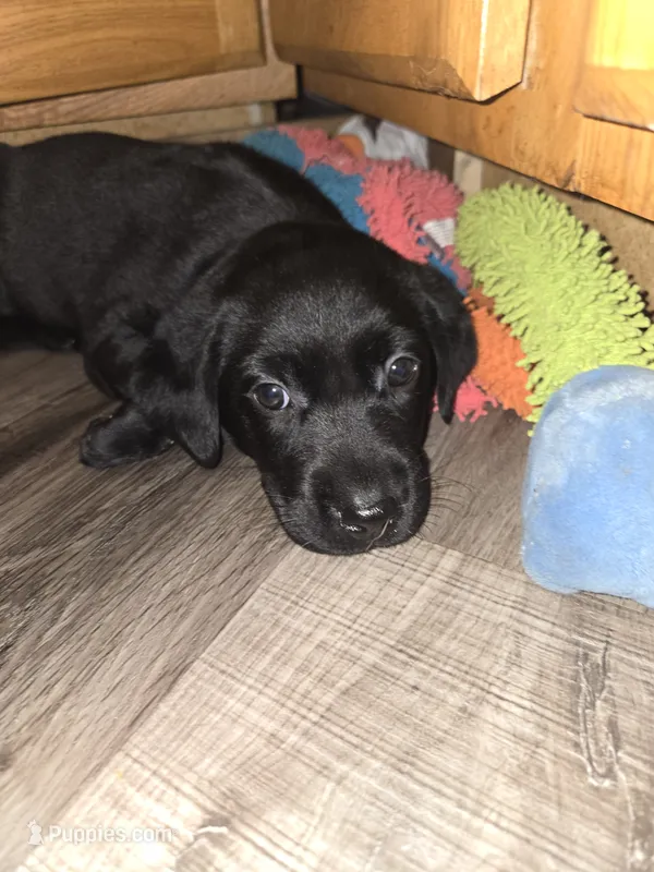Labrador puppy – Labrador Retriever puppy for sale in Freeport, IL
