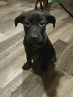 Pit bull Labrador , a female American Pit Bull Terrier and Labrador Retriever for sale in Freeport, IL – 2 of 5