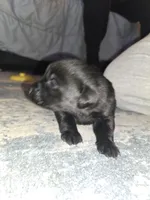 Labrador puppy, a male Labrador Retriever for sale in Freeport, IL – Photo 4 of 4