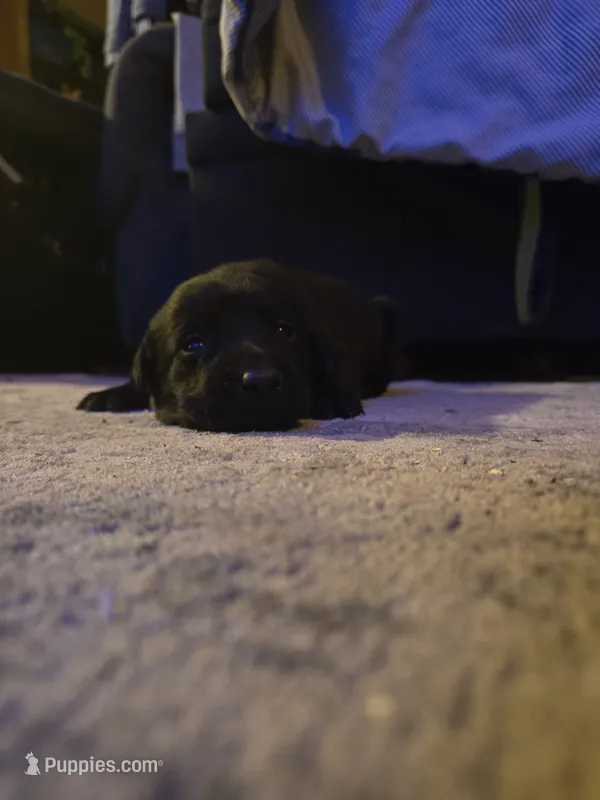 Labrador puppy