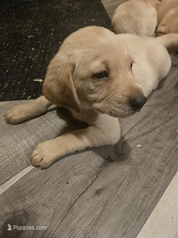 Labrador puppy – Labrador Retriever puppy for sale in Freeport, IL