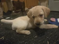 Labrador , a female Labrador Retriever for sale in Freeport, IL – 3 of 5