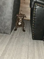 Labrador pit bull, a female American Pit Bull Terrier and Labrador Retriever for sale in Freeport, IL – 2 of 5