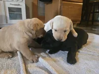 Labrador puppy, a female Labrador Retriever for sale in Freeport, IL – 2 of 4
