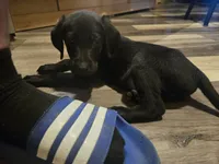 Labrador puppy, a female Labrador Retriever for sale in Freeport, IL – 4 of 6