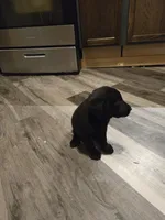 Labrador puppy, a female Labrador Retriever for sale in Freeport, IL – 5 of 6
