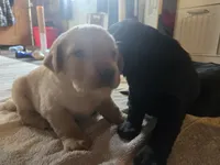Labrador puppy, a female Labrador Retriever for sale in Freeport, IL – 4 of 4