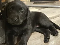 Labrador puppy, a male Labrador Retriever for sale in Freeport, IL – 3 of 5