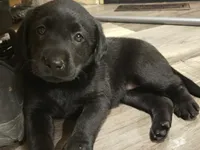 Labrador puppy, a female Labrador Retriever for sale in Freeport, IL – 2 of 6