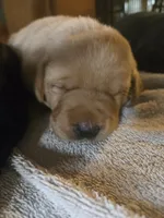 Labrador puppy, a female Labrador Retriever for sale in Freeport, IL – 2 of 4