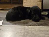 Labrador puppy, a male Labrador Retriever for sale in Freeport, IL – 3 of 3