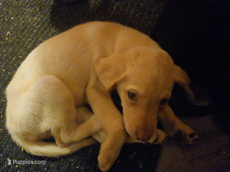 Labrador  – Labrador Retriever puppy for sale in Freeport, IL