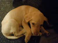Labrador , a female Labrador Retriever for sale in Freeport, IL – 1 of 5