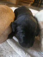 Labrador puppy, a female Labrador Retriever for sale in Freeport, IL – 3 of 4