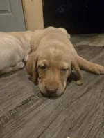 Labrador puppy, a female Labrador Retriever for sale in Freeport, IL – 2 of 2