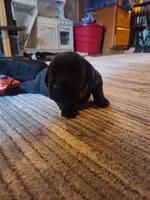 Labrador puppy, a female Labrador Retriever for sale in Freeport, IL – 3 of 6
