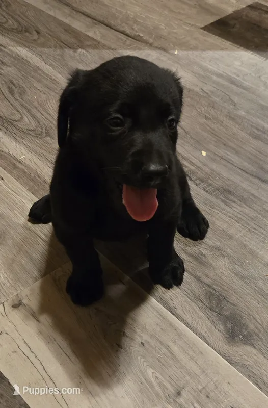 Labrador puppy – Labrador Retriever puppy for sale in Freeport, IL