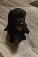 Labrador puppy, a male Labrador Retriever for sale in Freeport, IL – 1 of 5