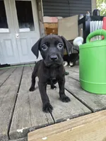 Pit bull Labrador , a female American Pit Bull Terrier and Labrador Retriever for sale in Freeport, IL – 1 of 5