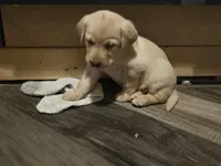 Labrador puppy, a female Labrador Retriever for sale in Freeport, IL – 4 of 5