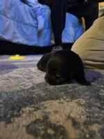 Labrador puppy, a female Labrador Retriever for sale in Freeport, IL – Photo 3 of 3