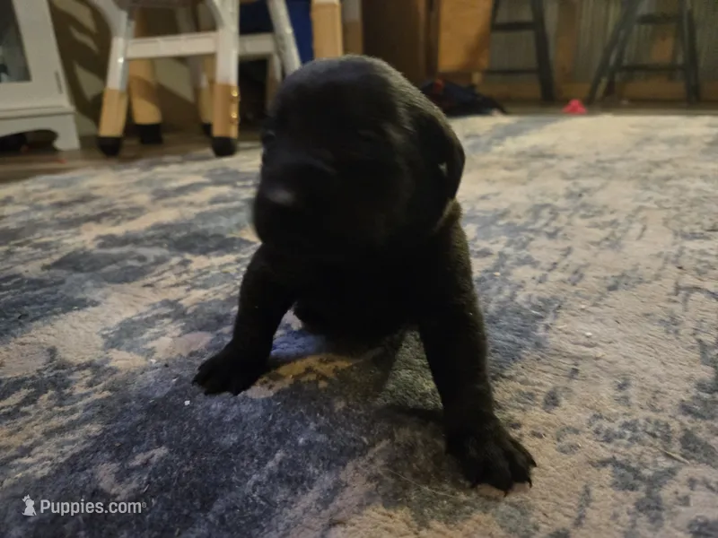 Labrador puppy