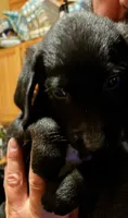 Labrador , a male Labrador Retriever for sale in Freeport, IL – 1 of 4