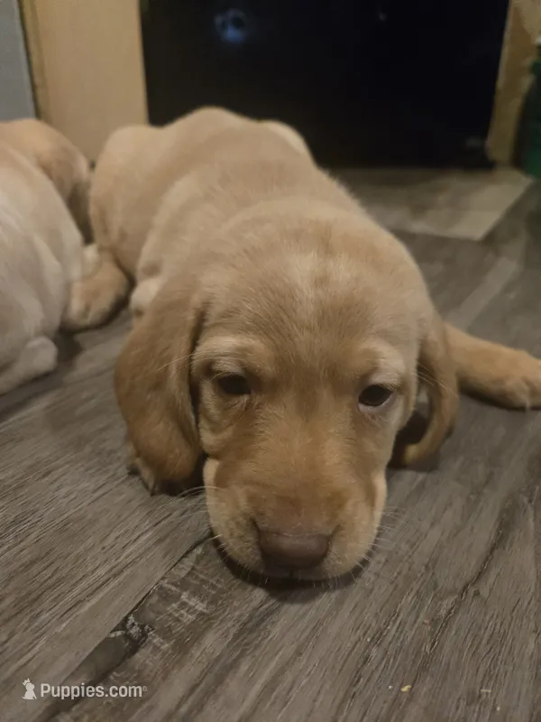 Labrador puppy – Labrador Retriever puppy for sale in Freeport, IL