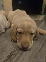 Labrador puppy, a female Labrador Retriever for sale in Freeport, IL – 1 of 2