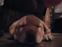 Labrador, a female Labrador Retriever for sale in Freeport, IL – Photo 2 of 4