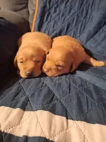 Labrador, a female Labrador Retriever for sale in Freeport, IL – Photo 3 of 4