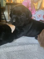 Labrador puppy, a female Labrador Retriever for sale in Freeport, IL – 5 of 6