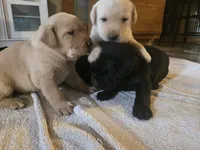 Labrador puppy, a female Labrador Retriever for sale in Freeport, IL – 4 of 4
