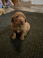 Labrador, a female Labrador Retriever for sale in Freeport, IL – Photo 4 of 5