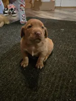 Labrador, a female Labrador Retriever for sale in Freeport, IL – Photo 3 of 5