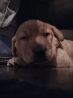 Labrador, a female Labrador Retriever for sale in Freeport, IL – Photo 1 of 5