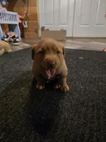 Labrador, a female Labrador Retriever for sale in Freeport, IL – Photo 5 of 5