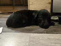 Labrador , a male Labrador Retriever for sale in Freeport, IL – 4 of 4