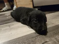 Labrador puppy, a male Labrador Retriever for sale in Freeport, IL – 3 of 3