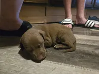 Labrador , a male American Pit Bull Terrier and Labrador Retriever for sale in Freeport, IL – 2 of 2
