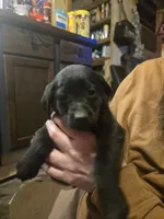 Labrador puppy, a male Labrador Retriever for sale in Freeport, IL – Photo 6 of 7