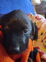 Labrador puppy, a male Labrador Retriever for sale in Freeport, IL – Photo 3 of 7