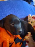 Labrador puppy, a male Labrador Retriever for sale in Freeport, IL – Photo 2 of 7