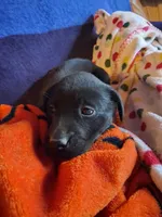 Labrador puppy, a male Labrador Retriever for sale in Freeport, IL – Photo 4 of 7