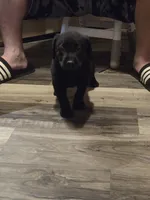 Labrador puppy, a female Labrador Retriever for sale in Freeport, IL – 6 of 6