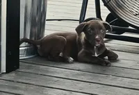 Labrador pit bull, a female American Pit Bull Terrier and Labrador Retriever for sale in Freeport, IL – 4 of 5