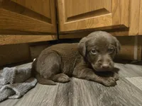 Labrador puppy, a female Labrador Retriever for sale in Freeport, IL – 3 of 5
