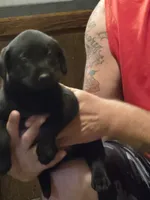 Labrador puppy, a female Labrador Retriever for sale in Freeport, IL – 3 of 6